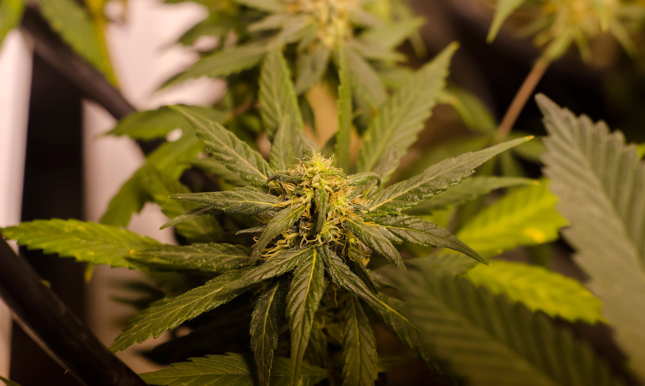 marijuana, 420, Weed, Mary, Jane, Drugs Wallpaper