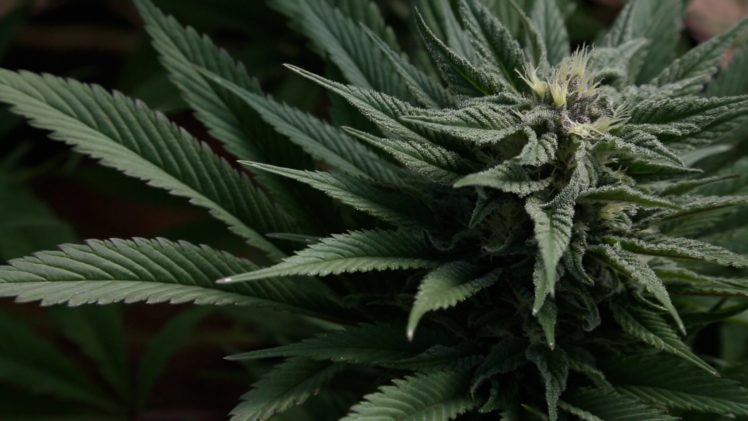 marijuana, 420, Weed, Mary, Jane, Drugs HD Wallpaper Desktop Background