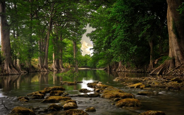 stones, River, Moss, Trees, Roots HD Wallpaper Desktop Background