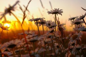 chamomile, Flowers, Nature, Sunset, Grass