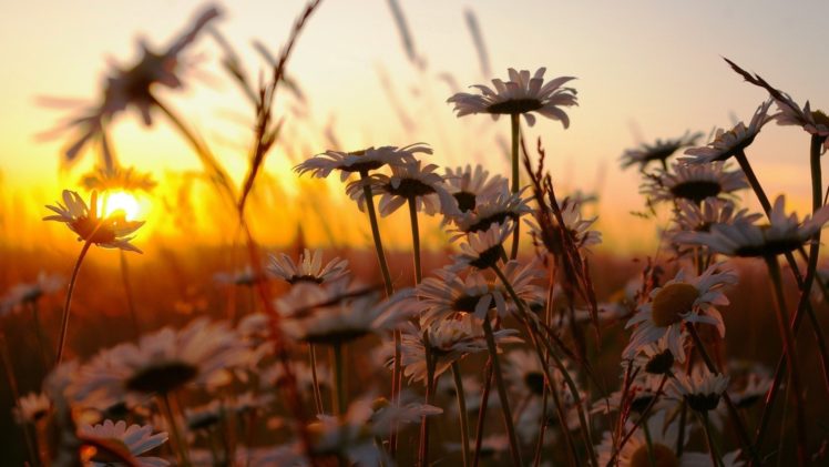 chamomile, Flowers, Nature, Sunset, Grass HD Wallpaper Desktop Background