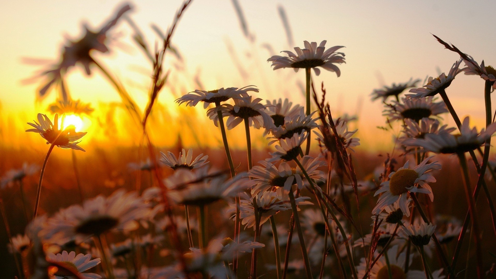 chamomile, Flowers, Nature, Sunset, Grass Wallpaper