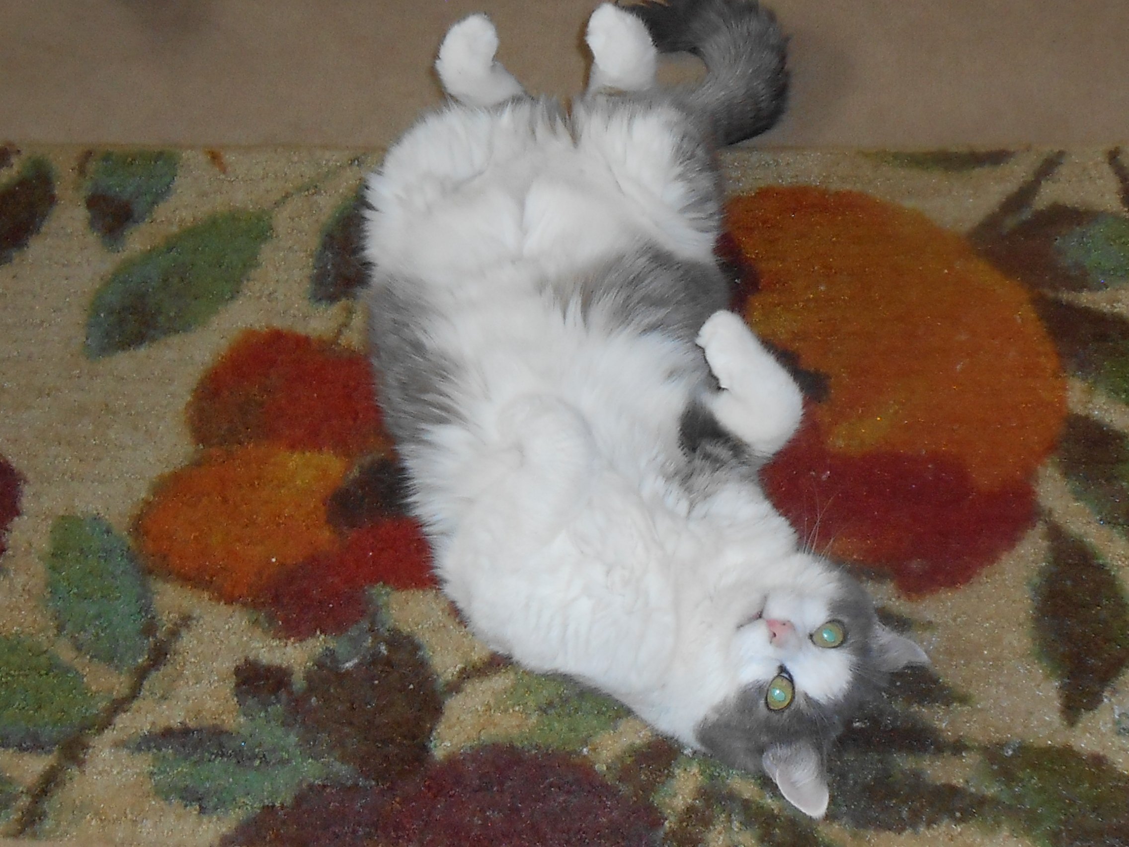 523881 Wallpapers HD / Desktop and Mobile Backgrounds