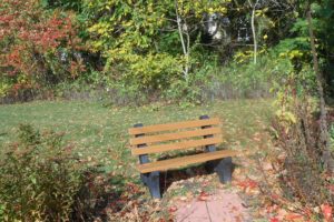 autumn, Fall, Leaves, Bench, Trees, Plants