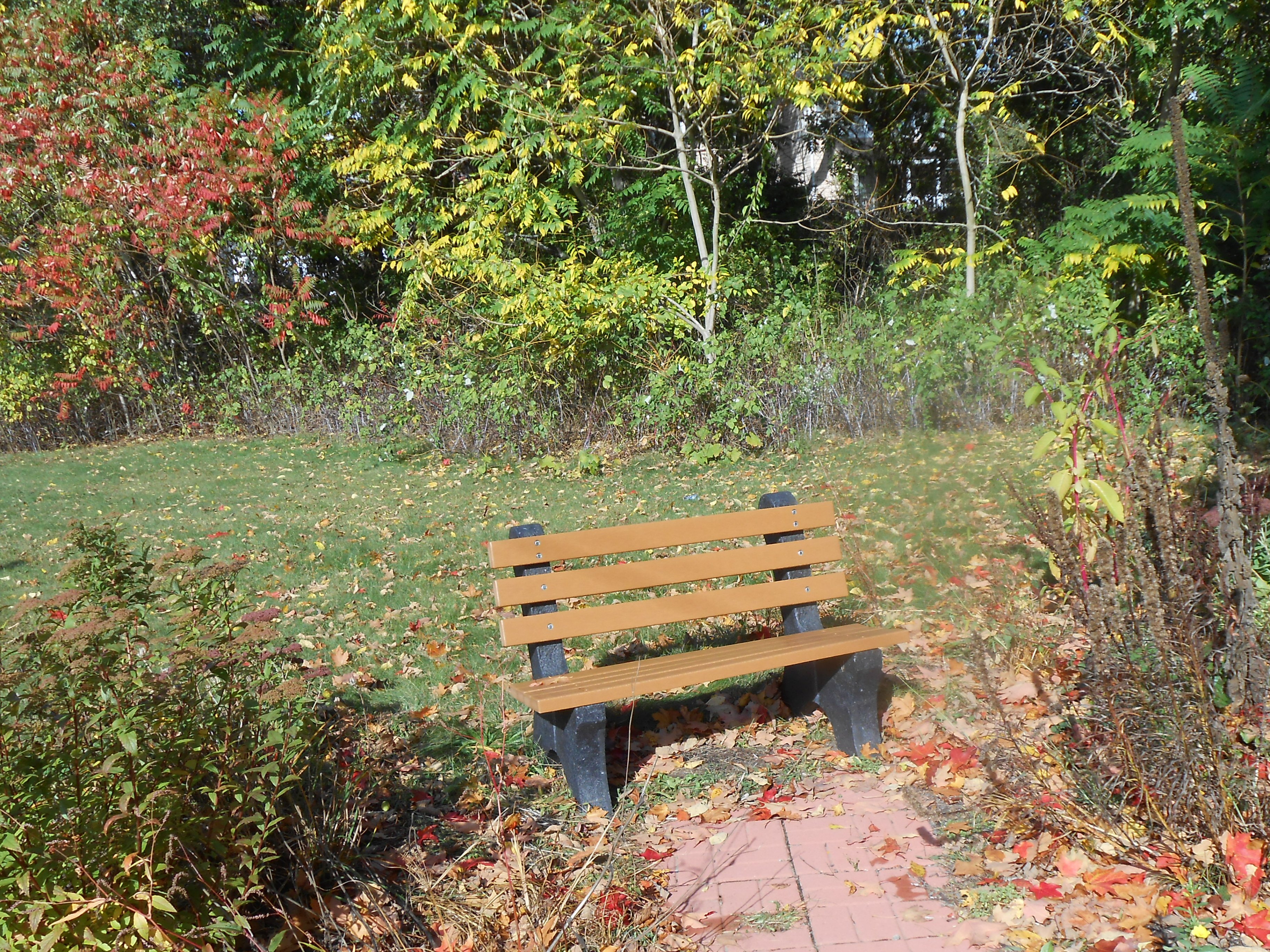 autumn, Fall, Leaves, Bench, Trees, Plants Wallpaper