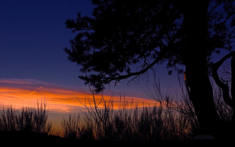 tree, Sunset, Night, Blue, Sky HD Wallpaper Desktop Background