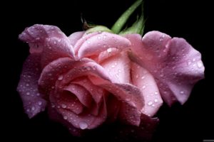 pink, Roses, Water, Drop