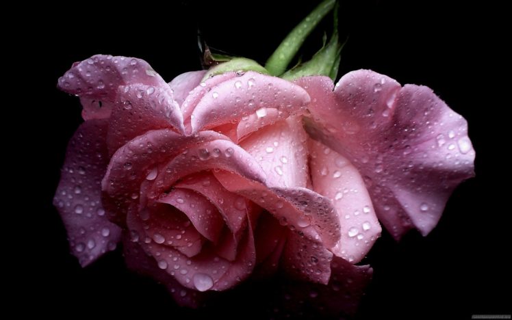 pink, Roses, Water, Drop HD Wallpaper Desktop Background