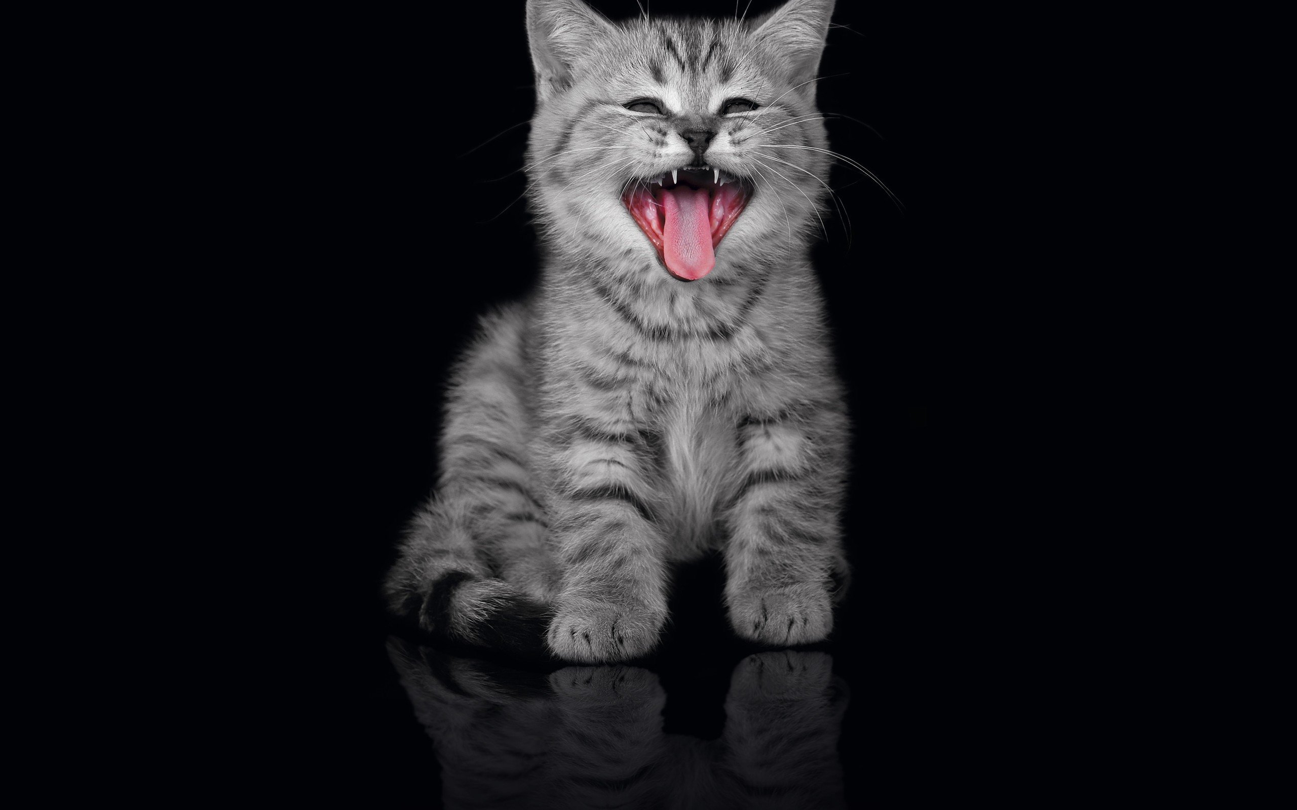 523987 Wallpaper