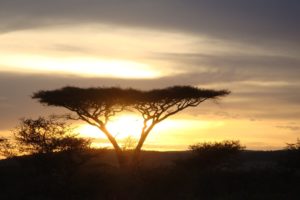 africa, Sunset, Trees