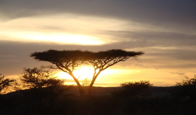 africa, Sunset, Trees HD Wallpaper Desktop Background