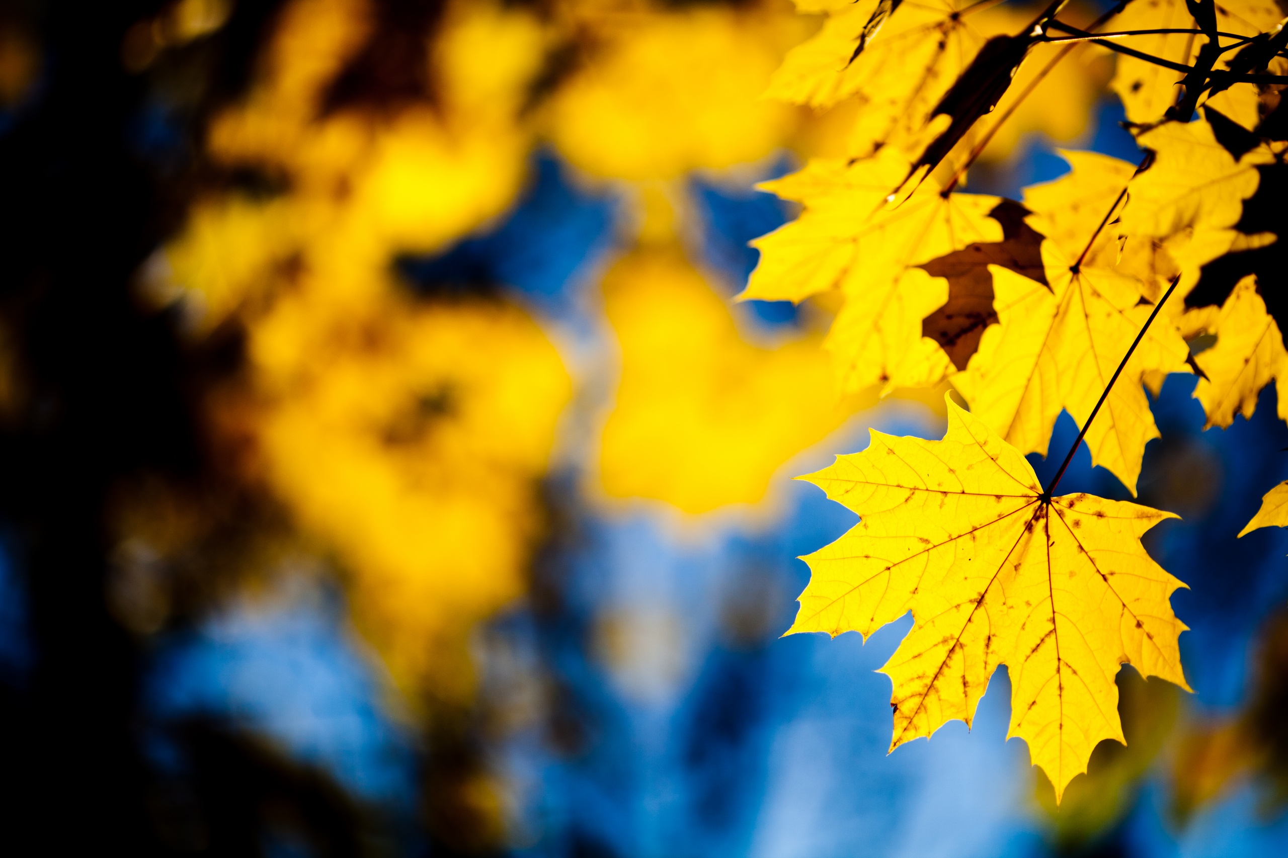 yellow, Leafs Wallpaper