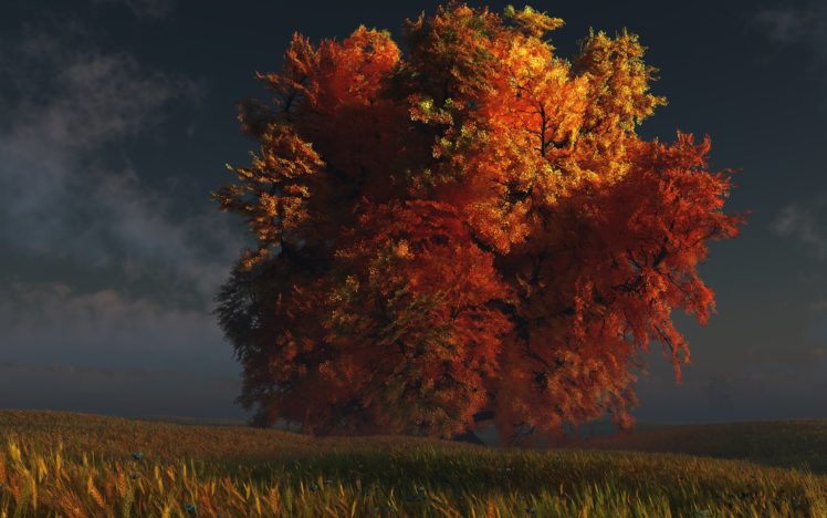 fall, Autumn, Foliage, Tree, Dusk HD Wallpaper Desktop Background