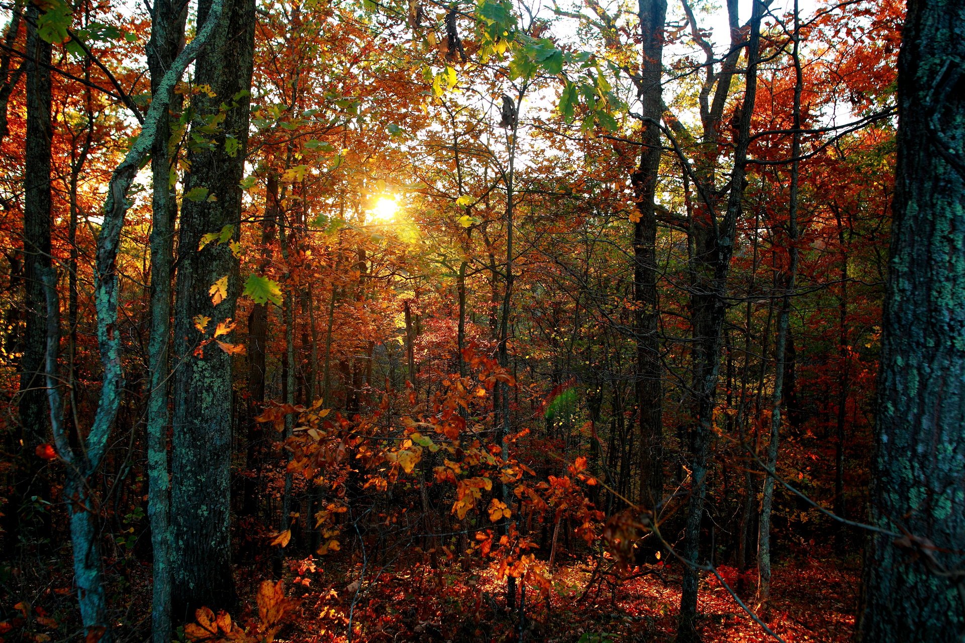 forest, Foliage, Leaves, Sunlight Wallpaper