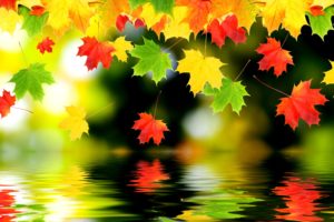 fall, Autumn, Reflection, Pond, Foliage, Colorful