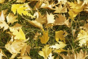 fall, Autumn, Grass, Yellow
