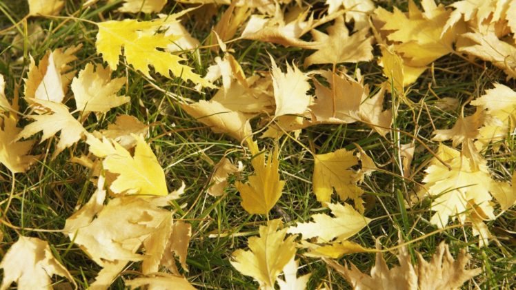 fall, Autumn, Grass, Yellow HD Wallpaper Desktop Background