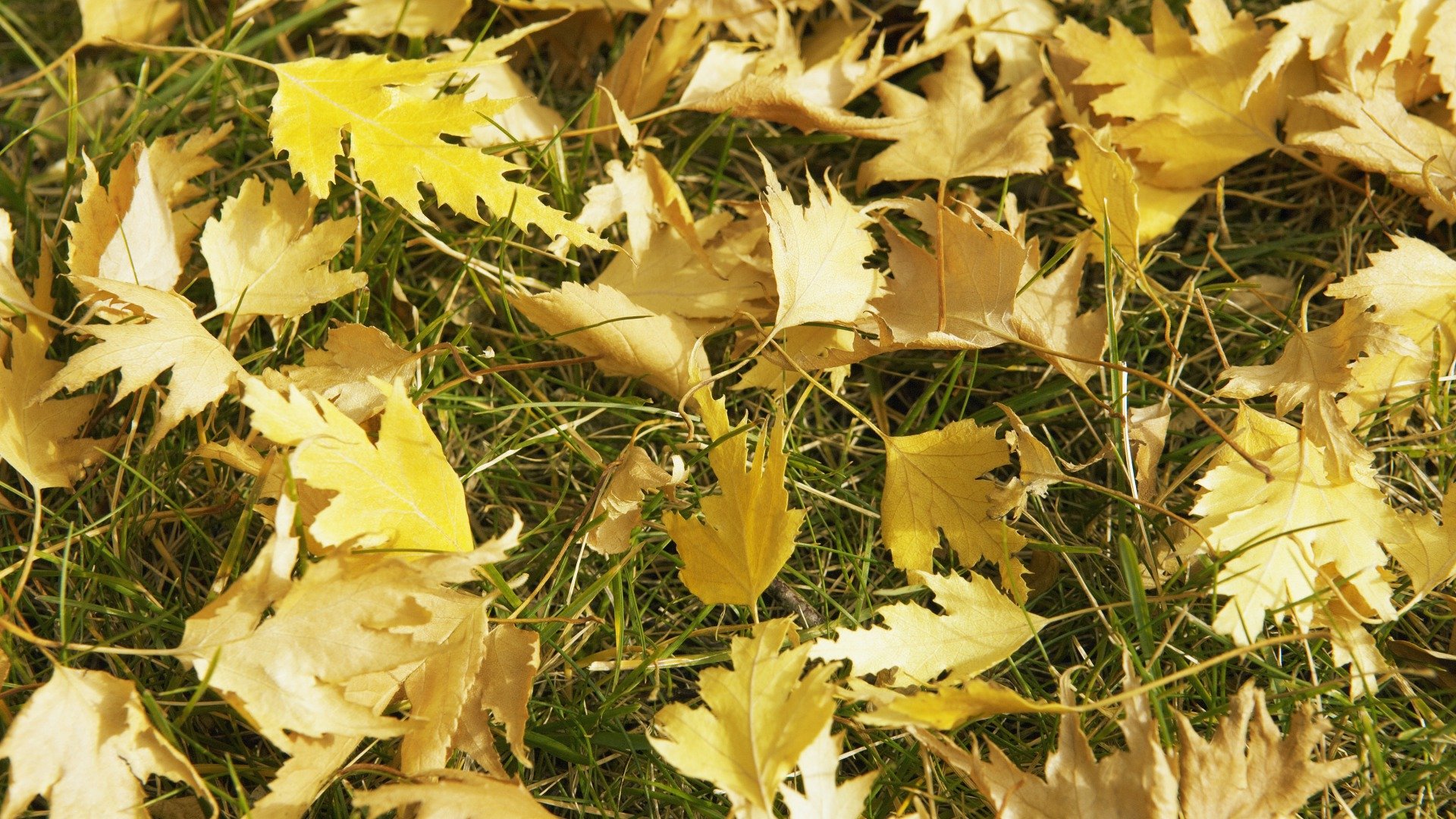 fall, Autumn, Grass, Yellow Wallpaper