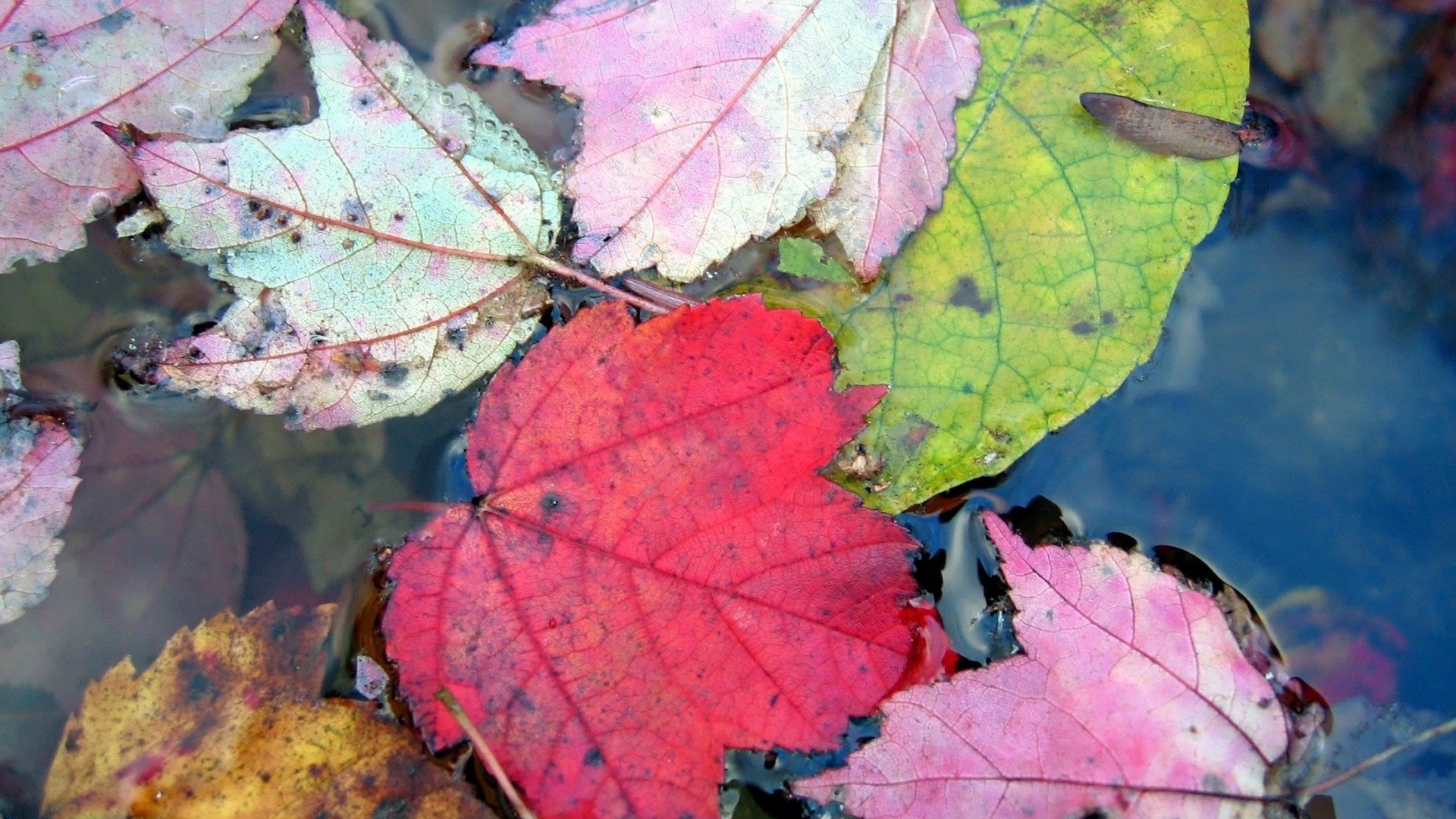 fall, Autumn, Foliage Wallpaper