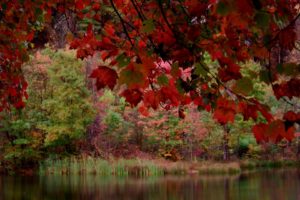 fall, Autumn, Pond, Trees, Foliage