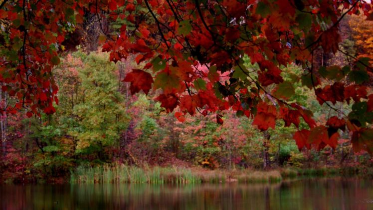 fall, Autumn, Pond, Trees, Foliage HD Wallpaper Desktop Background