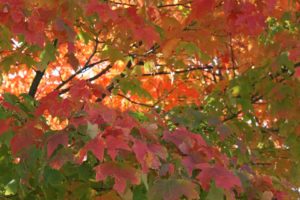 fall, Autumn, Foliage, Trees