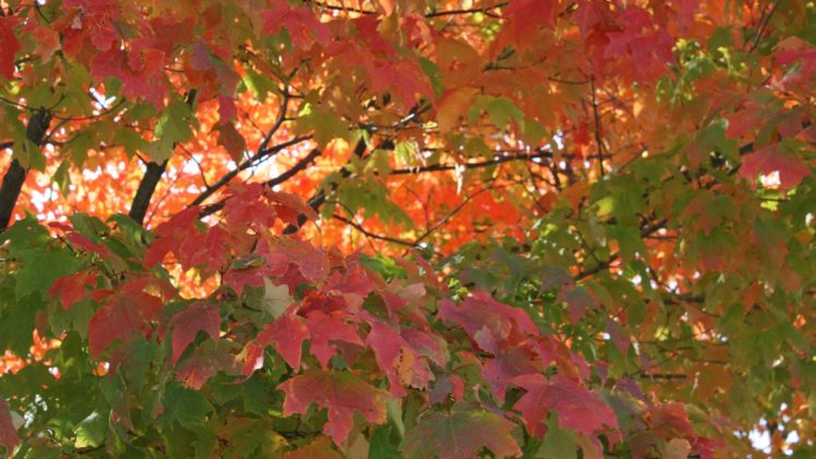 fall, Autumn, Foliage, Trees HD Wallpaper Desktop Background