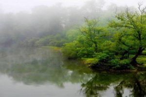 lakes, Pond, Trees, Fog