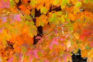 maple, Tree, Leaves, Fall, Autumn, Foliage