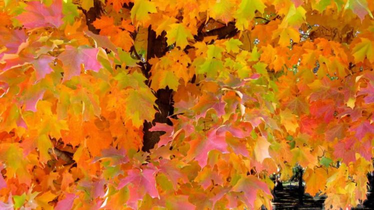 maple, Tree, Leaves, Fall, Autumn, Foliage HD Wallpaper Desktop Background