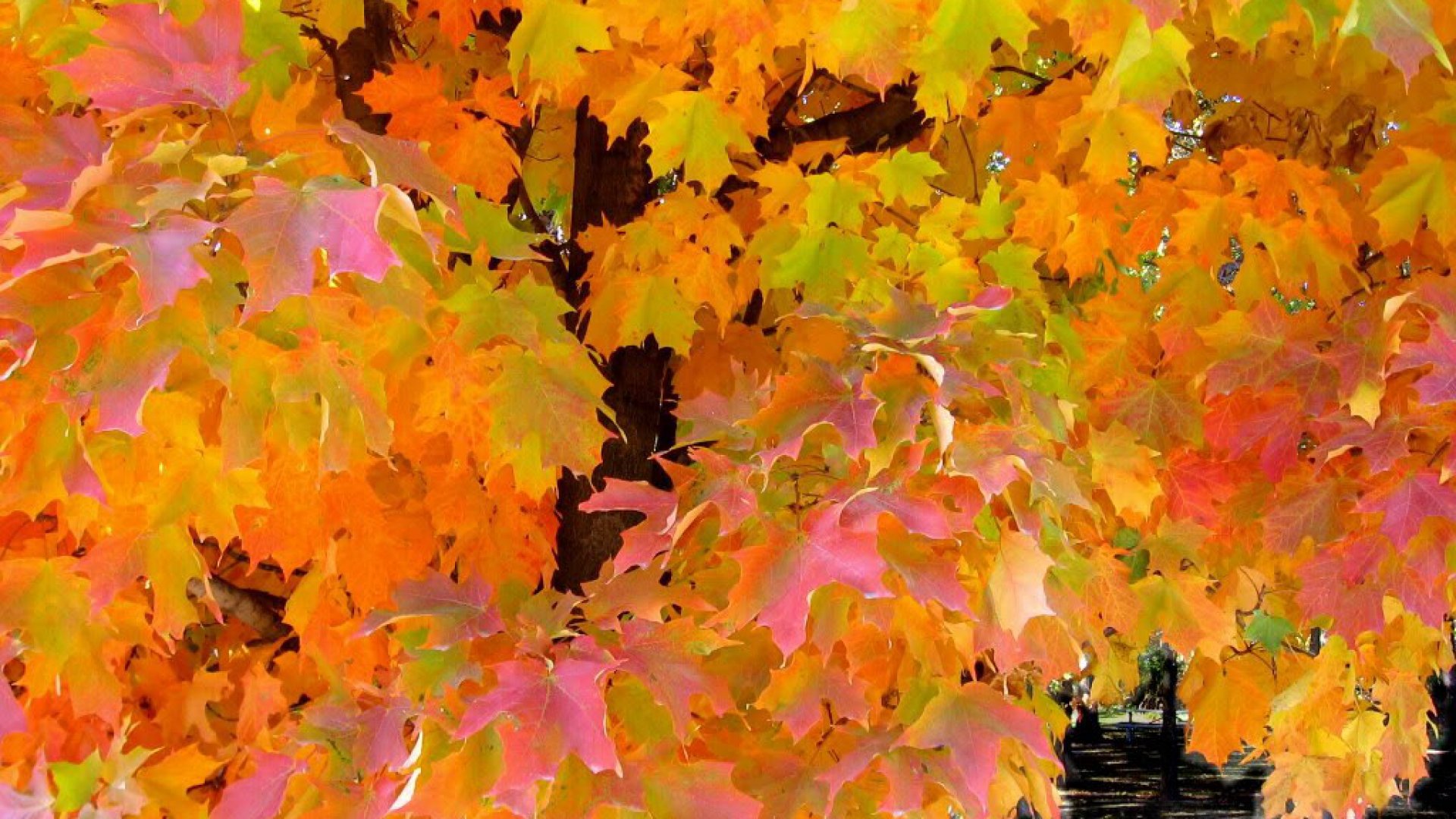 maple, Tree, Leaves, Fall, Autumn, Foliage Wallpaper