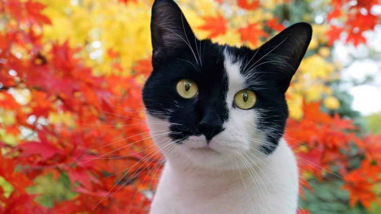 kitty, Foliage, Fall, Autumn HD Wallpaper Desktop Background
