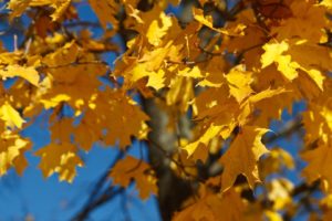 fall, Autumn, Foliage, Yellow