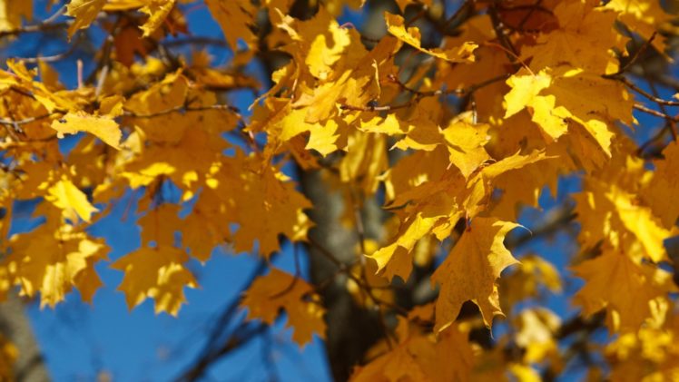 fall, Autumn, Foliage, Yellow HD Wallpaper Desktop Background
