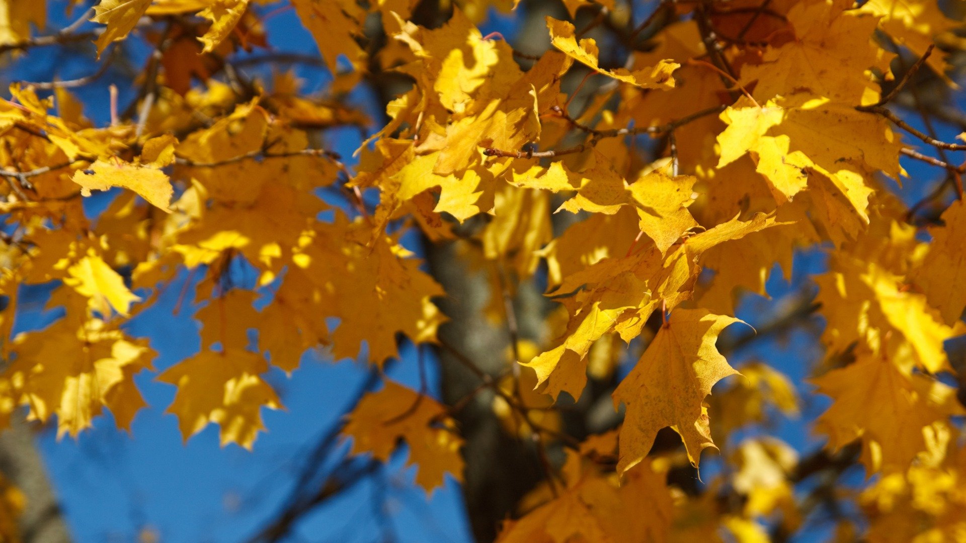 fall, Autumn, Foliage, Yellow Wallpaper