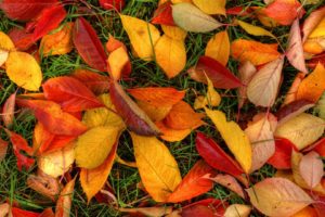 fall, Autumn, Foliage, Grass, And, Leaves