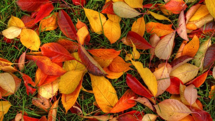 fall, Autumn, Foliage, Grass, And, Leaves HD Wallpaper Desktop Background