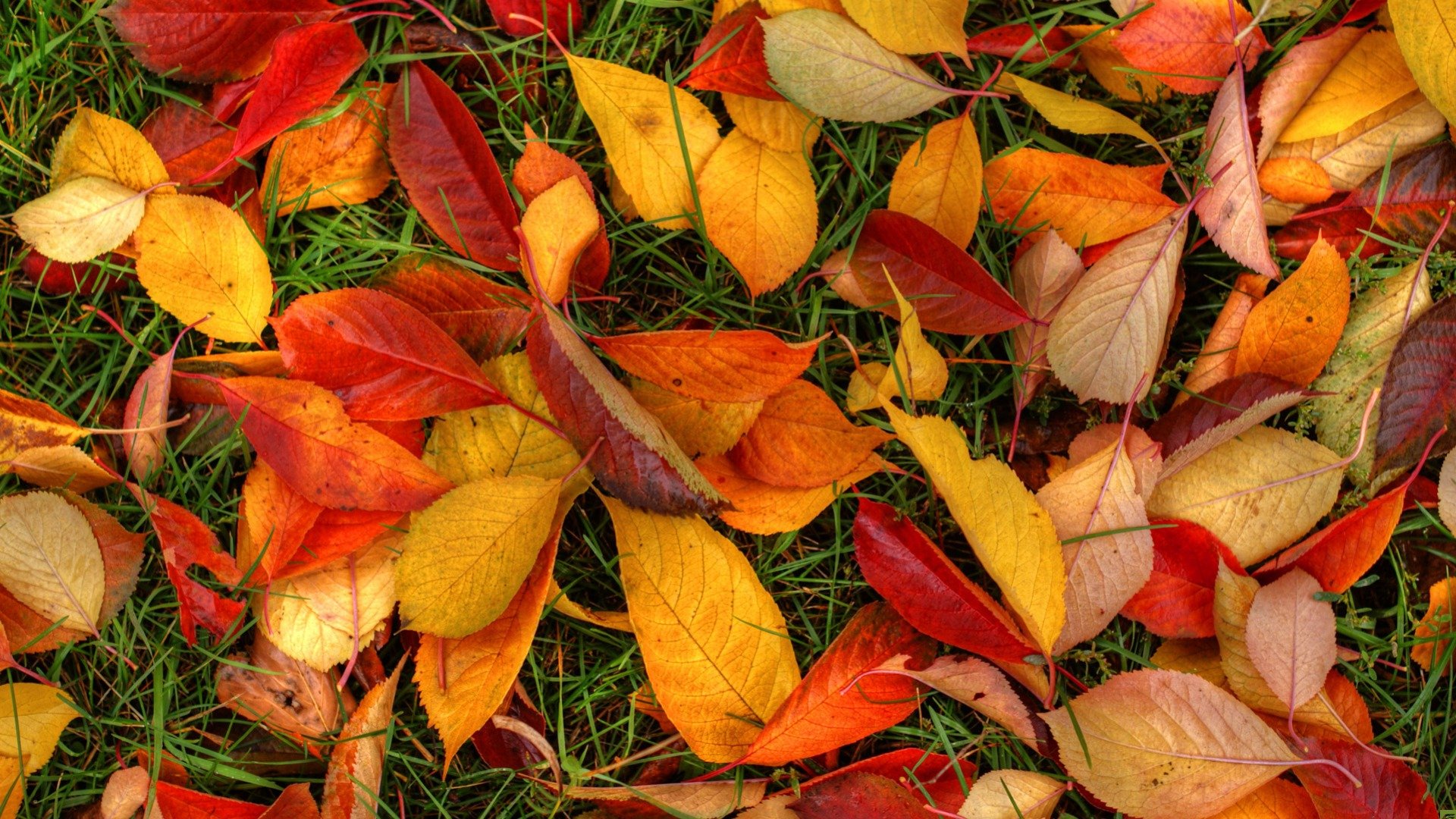 fall, Autumn, Foliage, Grass, And, Leaves Wallpaper