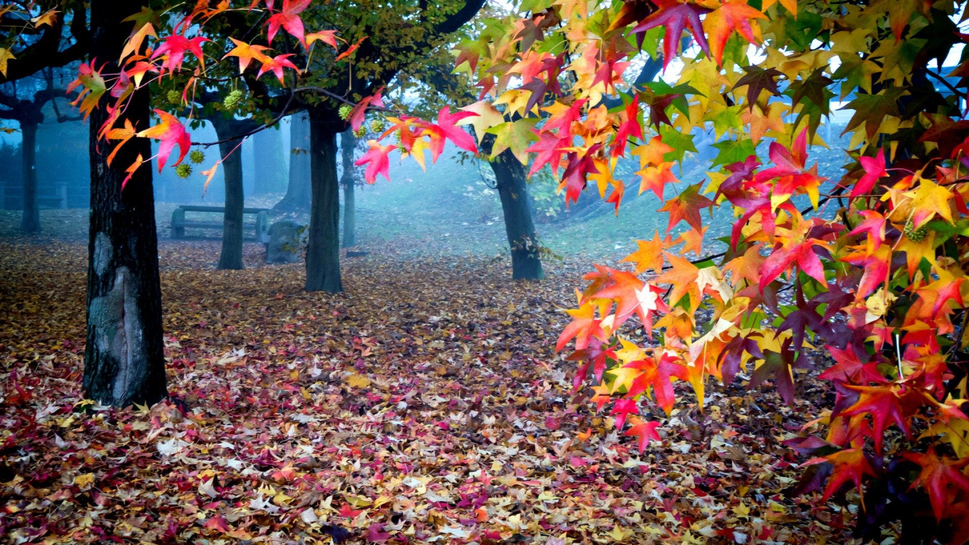 fall, Autumn, Leaves, Foliage Wallpaper