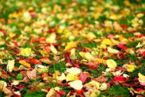 fall, Autumn, Foliage