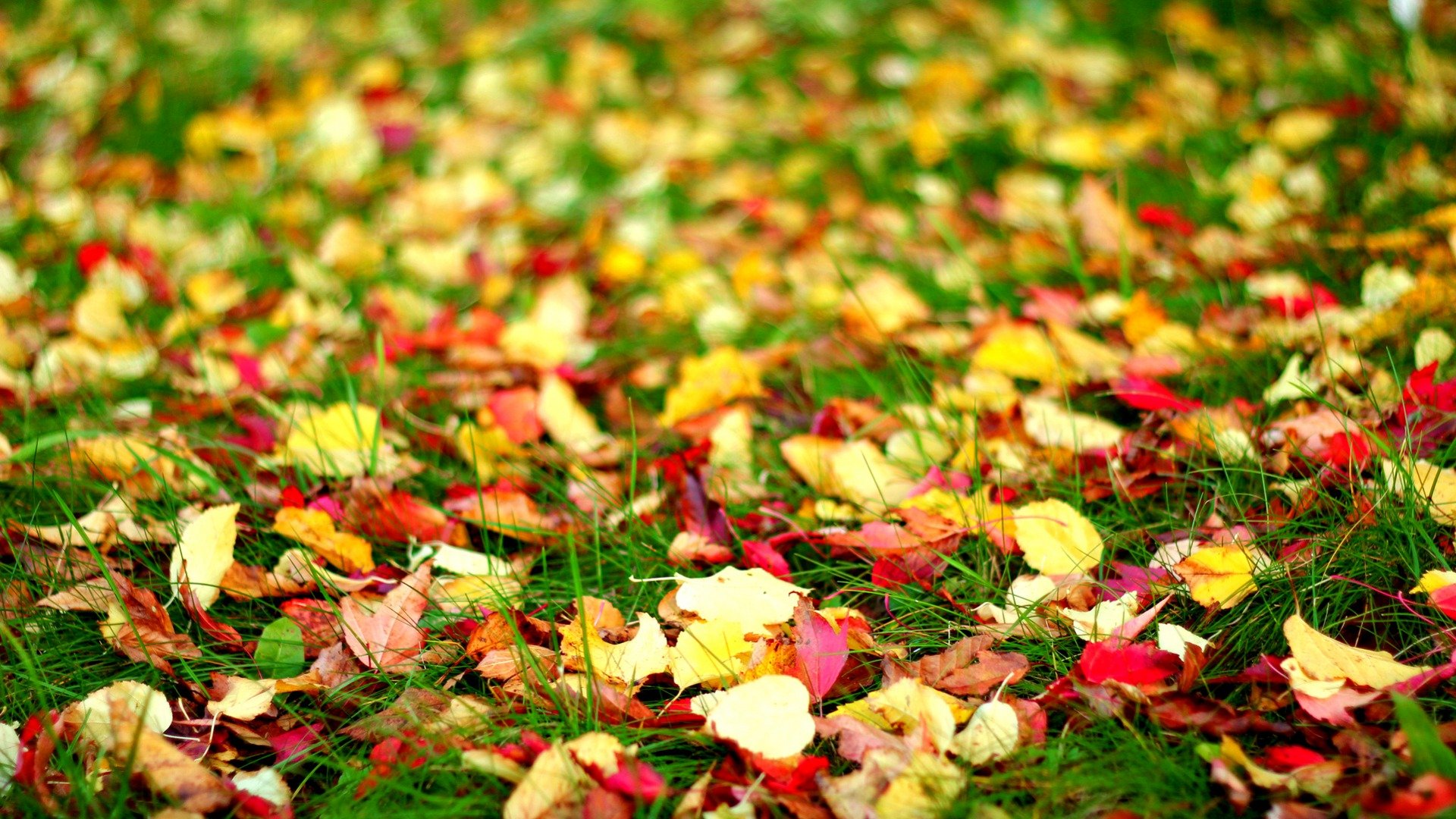fall, Autumn, Foliage Wallpaper