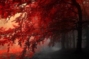 red, Maple, Dusk, Forest