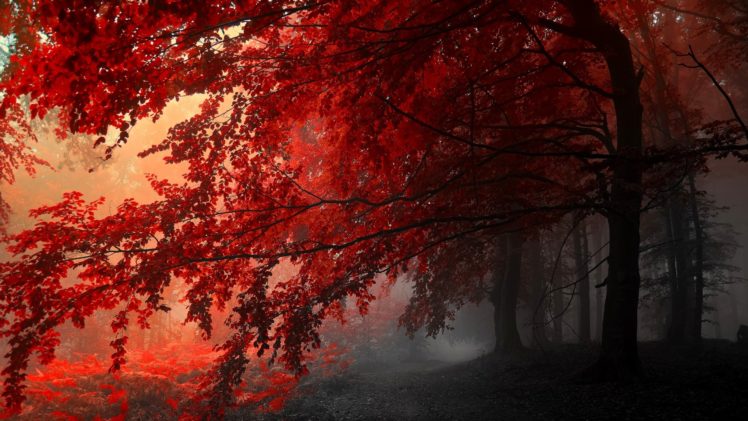 red, Maple, Dusk, Forest HD Wallpaper Desktop Background