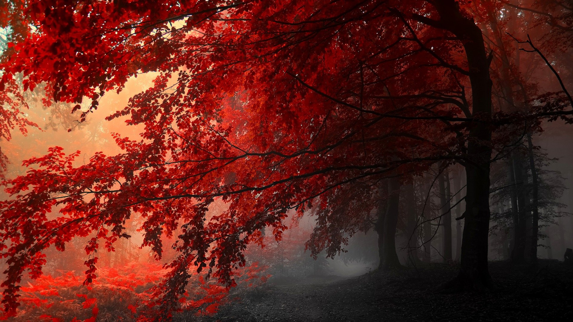 red, Maple, Dusk, Forest Wallpaper