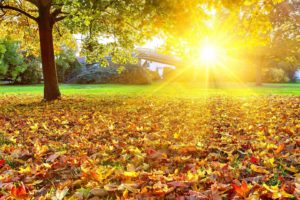 fall, Foliage, Sunlight, Tree, Leaves