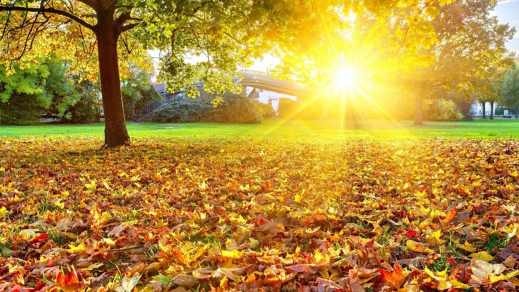 fall, Foliage, Sunlight, Tree, Leaves HD Wallpaper Desktop Background