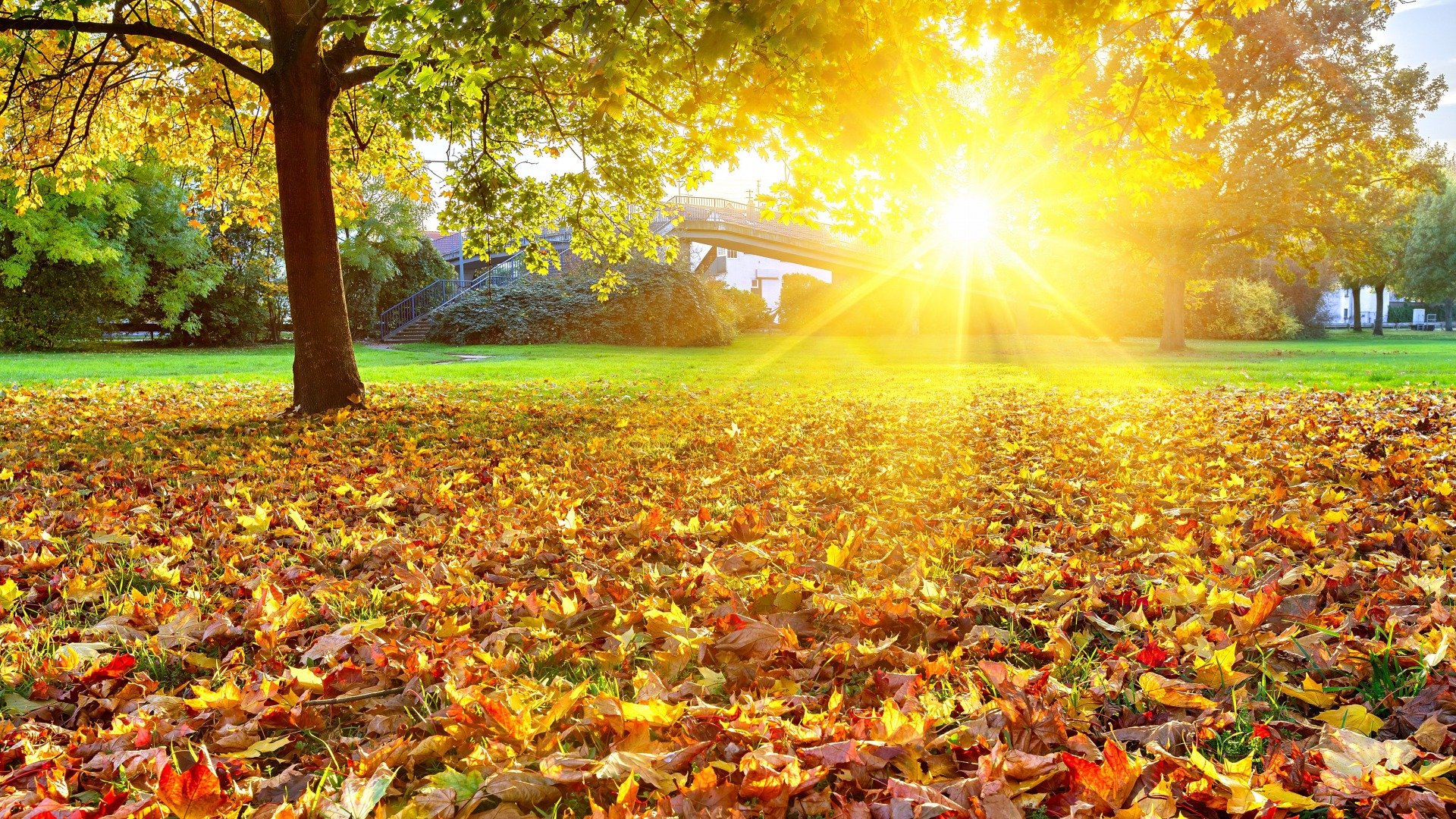 fall, Foliage, Sunlight, Tree, Leaves Wallpaper