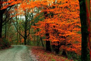fall, Autumn, Path, Tree, Foliage