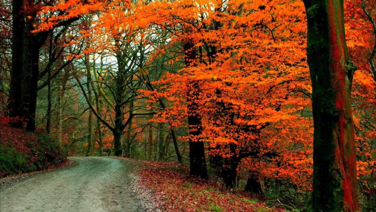 fall, Autumn, Path, Tree, Foliage HD Wallpaper Desktop Background