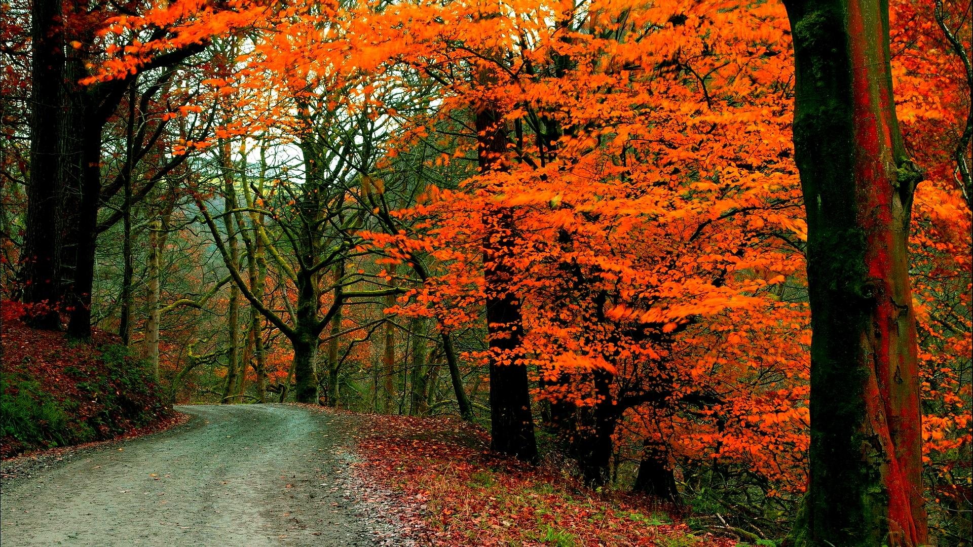 fall, Autumn, Path, Tree, Foliage Wallpaper